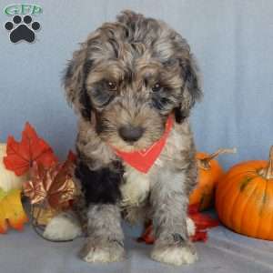 Bear (medium), Mini Sheepadoodle Puppy
